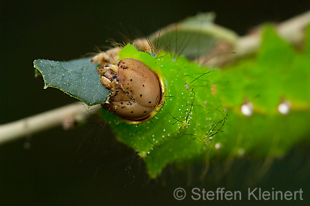 282 Eichen-Seidenspinner-Raupe - Anthrea pernyi